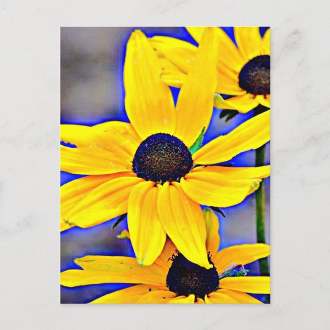 Postal Maryland Black Eyed Susan (Anverso)