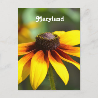 Postal Maryland Black Eyed Susan
