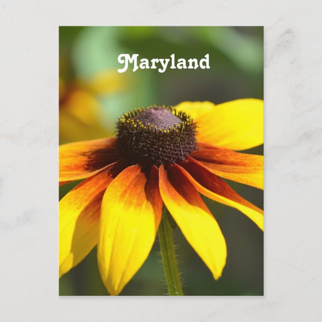 Postal Maryland Black Eyed Susan (Anverso)