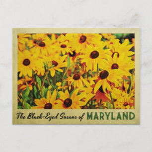 Postal Maryland Black Eyed Susans