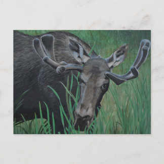 Postal Marysville Moose Postcard