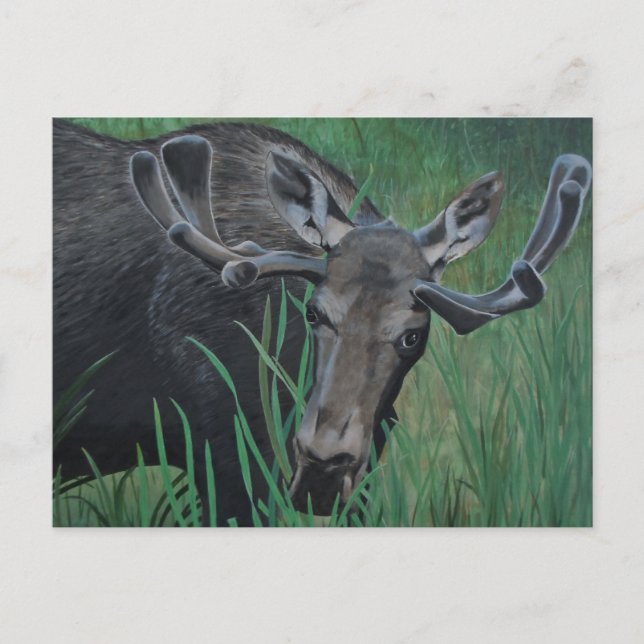 Postal Marysville Moose Postcard (Anverso)