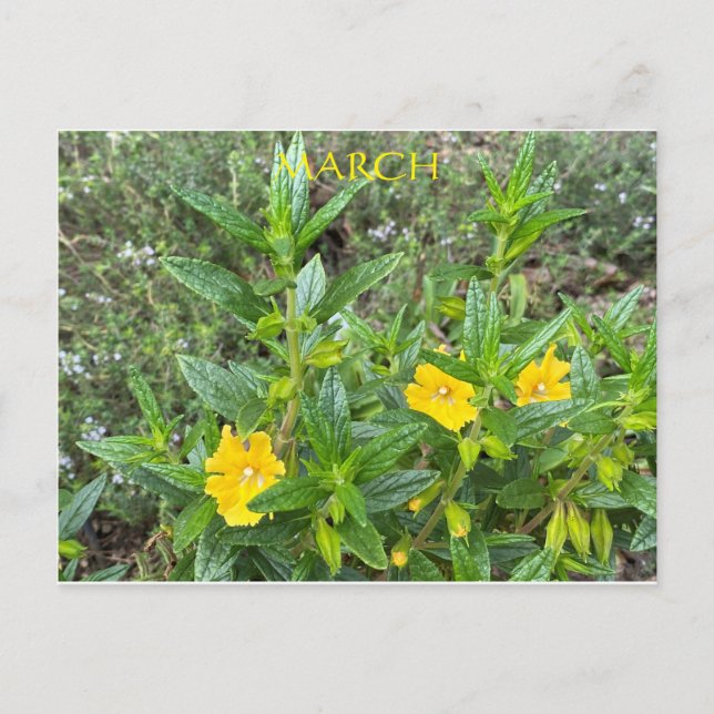 POSTAL MARZO (Anverso)