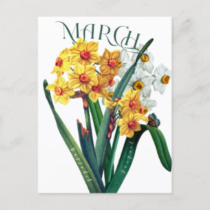 Postal Marzo Flores Jonquil Daffodil Fancy Postcard