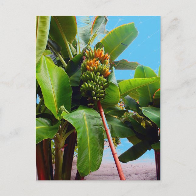 Postal Más bananas (Anverso)