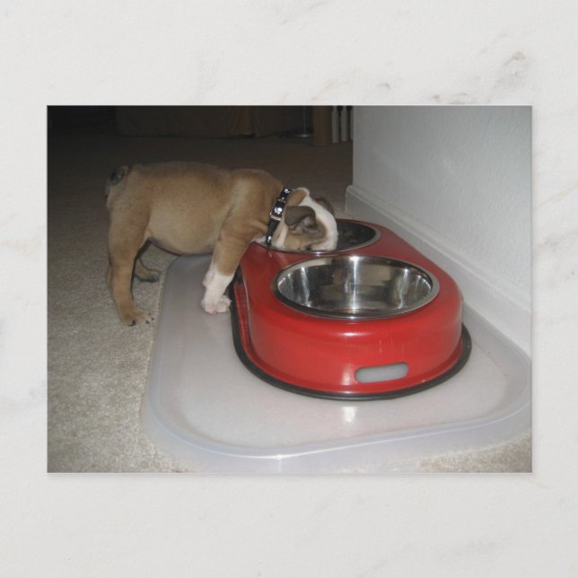 Postal más de lo que se puede masticar (Anverso)