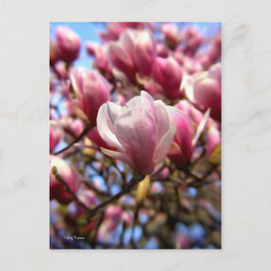 Postal Masa de Magnolia