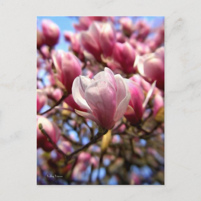 Postal Masa de Magnolia (Anverso)