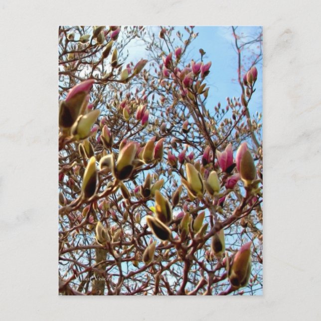 Postal Masa de Magnolia de los Buds (Anverso)