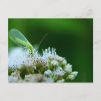 Postal Masacre verde en la flor Boneset