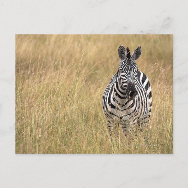 Postal Masai Mara, Kenia (Anverso)