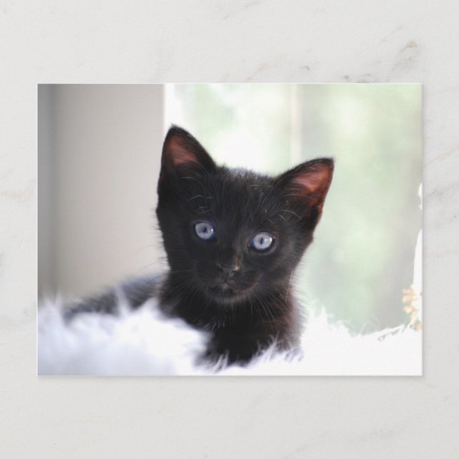 Postal Mascota 17 (Anverso)