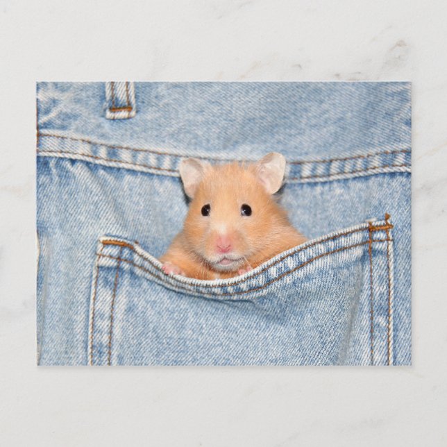 Postal mascota bolsillo (Anverso)