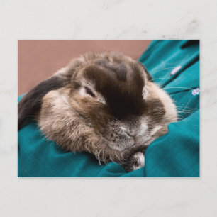 Postal Mascota Bunny