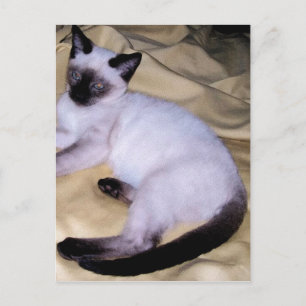 Postal Mascota de arte animal de sandstone gato siamés li