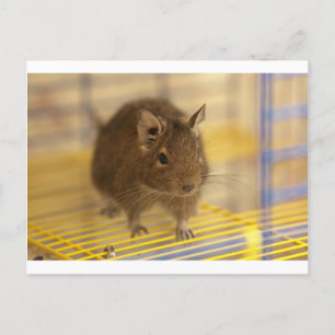 Postal Mascota degu