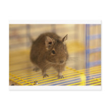 Mascota degu