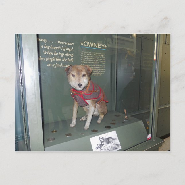 Postal Mascota del Museo de Correos Nacionales Owney (Anverso)