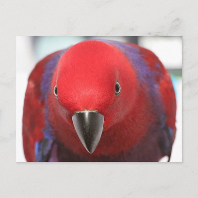 Postal Mascota femenina roja de loro Eclectus postcard (Anverso)