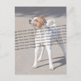 Postal MASCOTA Foto ✨ encantador Personalizado