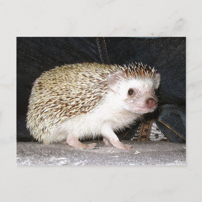 Postal Mascota Hedgehog (Anverso)