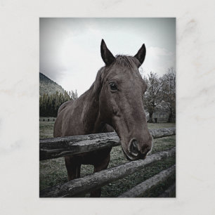 Postal ¡mascota, por favor! Caballo suave