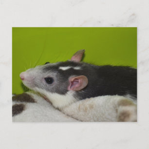 Postal Mascota Rat Postcard