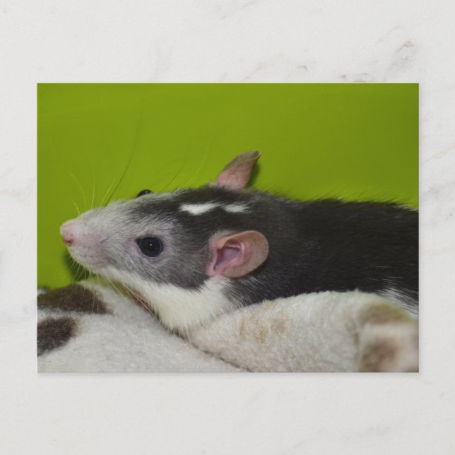 Postal Mascota Rat Postcard (Anverso)