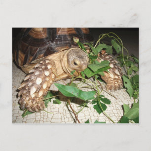 Postal Mascota Sulcata Tortoise Comed Bindweed y Mulberry