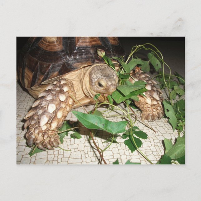 Postal Mascota Sulcata Tortoise Comed Bindweed y Mulberry (Anverso)