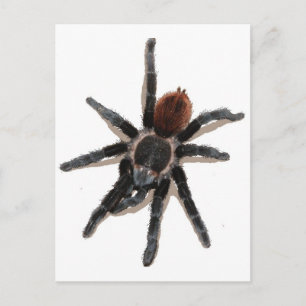 Postal Mascota vivo de araña de Taranchula
