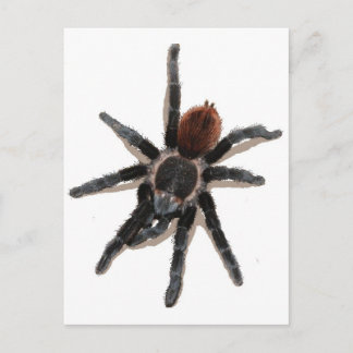 Postal Mascota vivo de araña de Taranchula