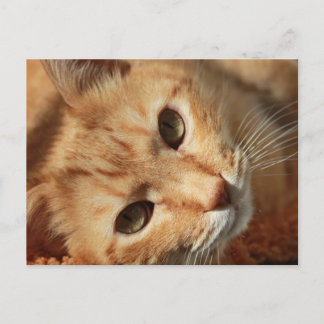 Postal mascotas de TOMCAT NARANJA de TOMCAT de TOMCAT