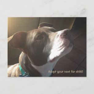 Postal Mascotas del refugio de rescate para adopción de p
