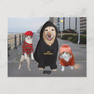 Postal Mascotas divertidos/Lab & Cats/Sup/Whazup