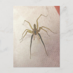 Postal masculina araña