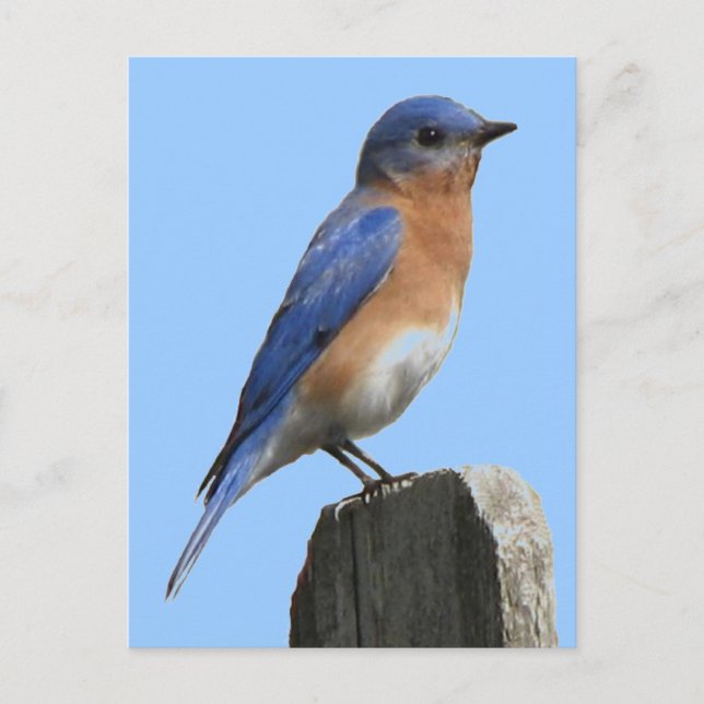 Postal masculina de Bluebird (Anverso)