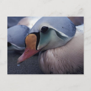 postal masculina king eider