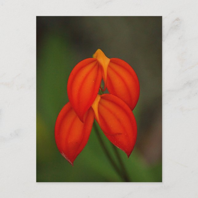 Postal Masdevallia ignea Orchid (Anverso)