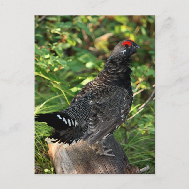 Postal Mase Spruce Grouse (Anverso)