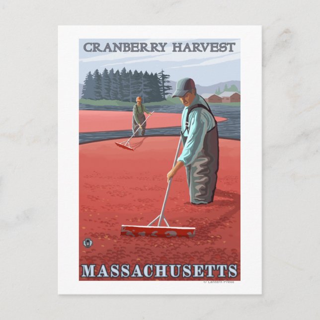 Postal Massachusetts Cranberry Bog Harvest (Anverso)