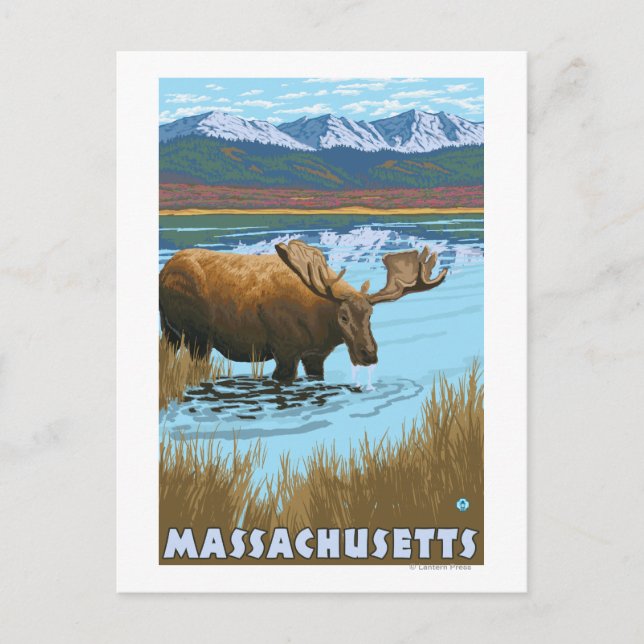 Postal MassachusettsMoose bebiendo en el lago (Anverso)