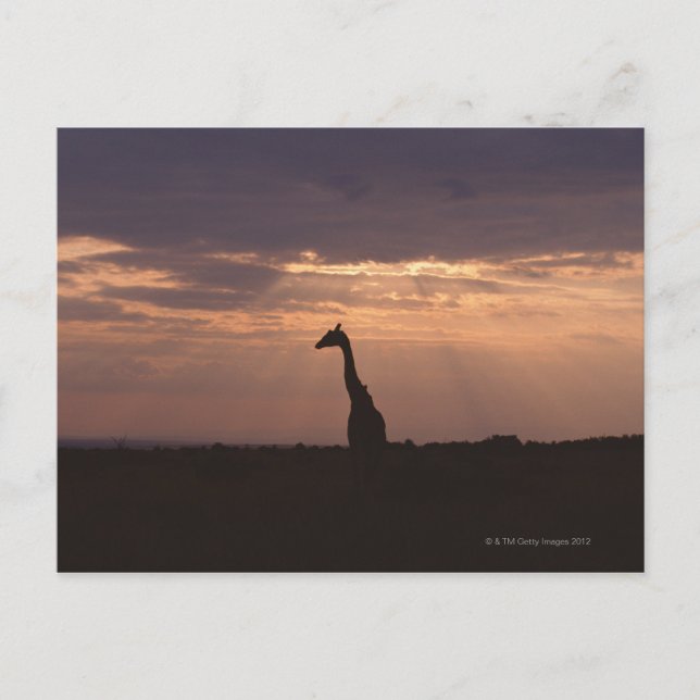 Postal Massai Giraffe (Anverso)