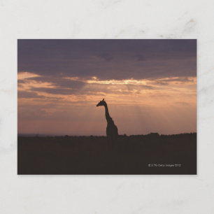 Postal Massai Giraffe