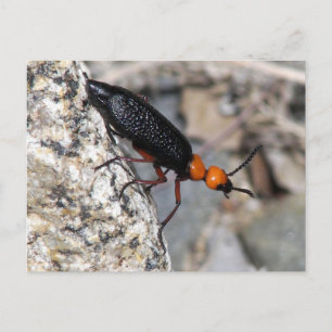 Postal Master Blister Beetle