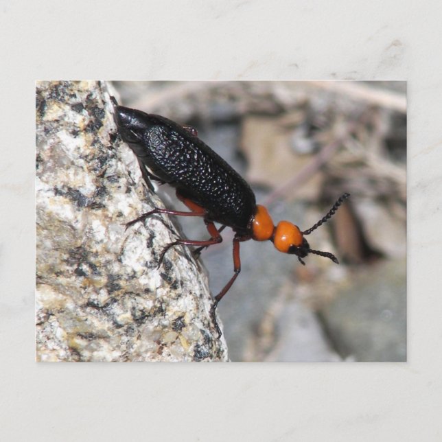 Postal Master Blister Beetle (Anverso)