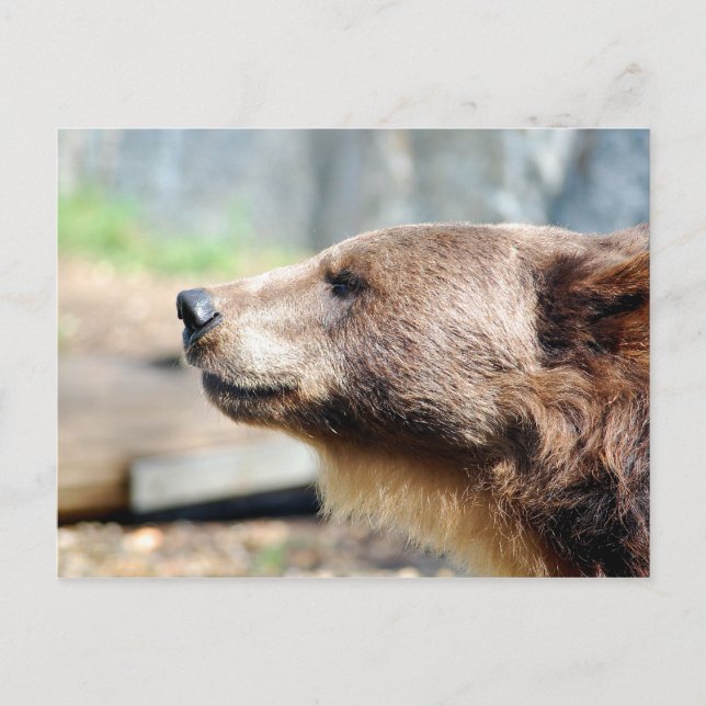 Postal Master Bruin (Anverso)