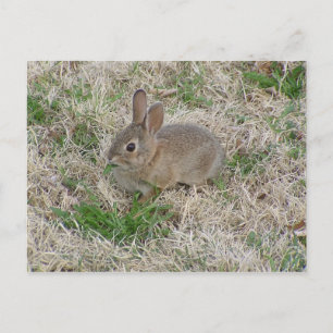 Postal Masticado de conejo para bebés