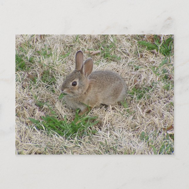 Postal Masticado de conejo para bebés (Anverso)
