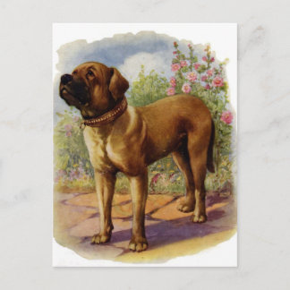 Postal Mastiff
